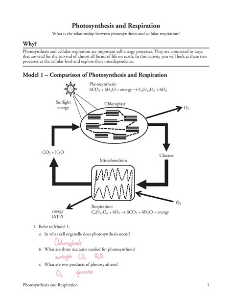 Practice3aphotosynthesisandrespiration Photosynthesis And