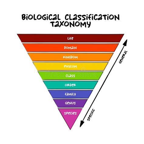 Biologische Klassifikation Taxonomy Rang Relative Ebene Einer Gruppe