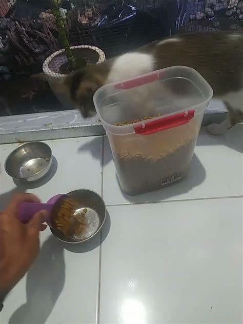 Ngasih Makan Kucing Youtube