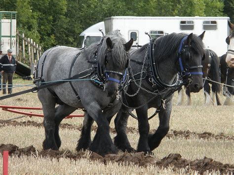 Dutch Draft Horse Info, Origin, History, Pictures