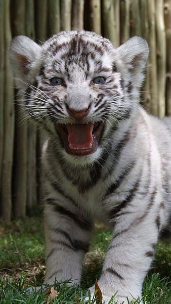 Baby Black Tiger