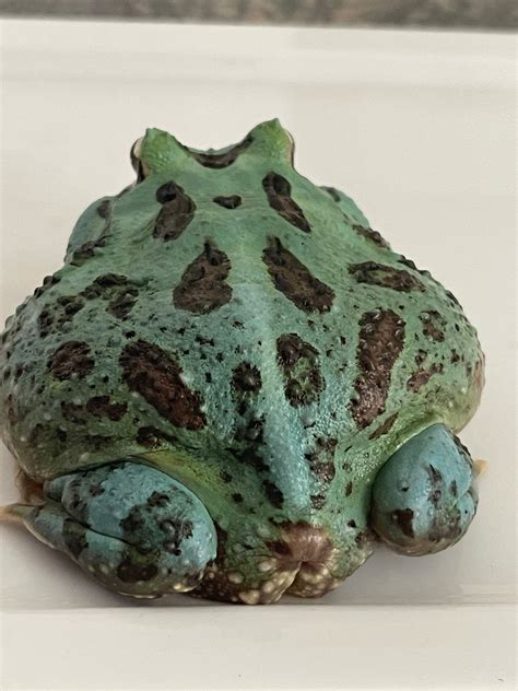 Blue Pacman Frog