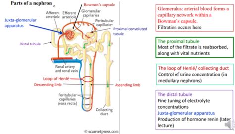 Reabsorption And Secretion In The Proximal Tubule Flashcards Quizlet