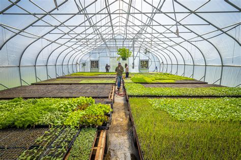 Crops in greenhouse - Stock Image - C057/7448 - Science Photo Library