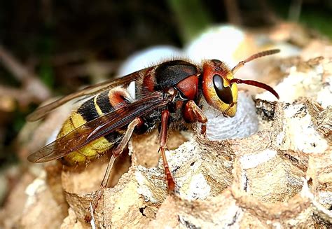 What Are The Largest Wasps In The World Worldatlas