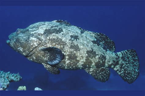 Epinephelus Fuscoguttatus