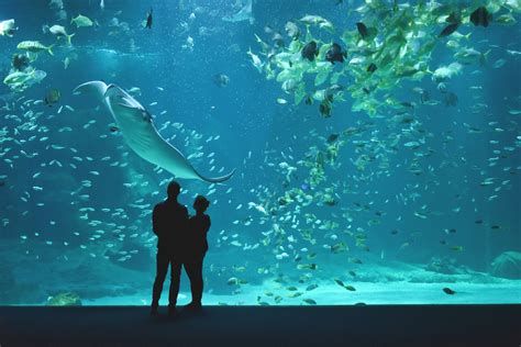 Nausicaa D Couvrez Le Plus Grand Aquarium Deurope Social Cse