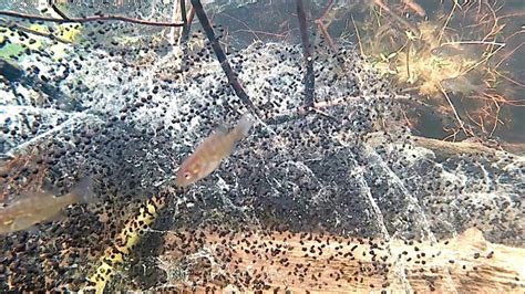 Pumpkin Seed Sunfish Interested In Toad Eggs Edith Lake April 24 2020