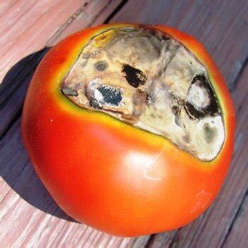 Вершинная гниль томатов – спасаем урожай (причины, признаки и лечение ...