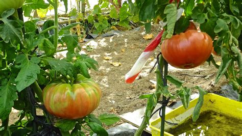 El Cultivo Del Tomate El Huerto Familiar