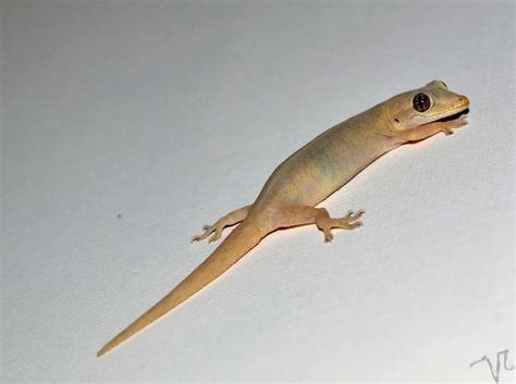 Hemidactylus - Alchetron, The Free Social Encyclopedia