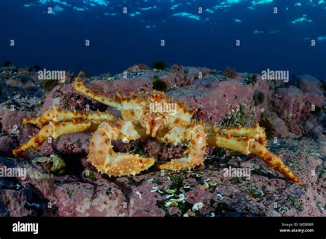 Red King Crab Underwater