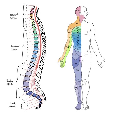 File Spinal Cord Segments And Body Representation Png Physiopedia