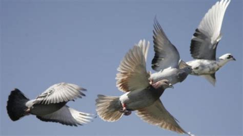 Kumpulan Arti Mimpi Burung Putih Atau Merpati Putih Menurut Primbon