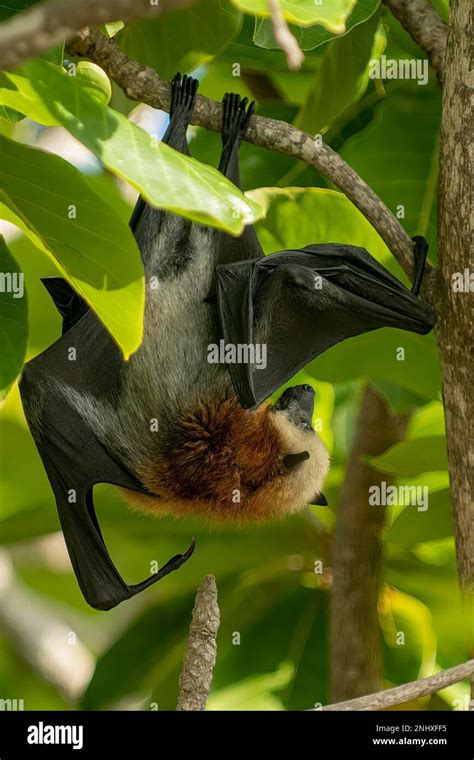 Aldabra Flying Fox, Pteropus aldabrensis on Aldabra Island, Seychelles ...