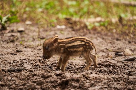 A small baby boar standing in the mud photo – Free Wildschwein ...