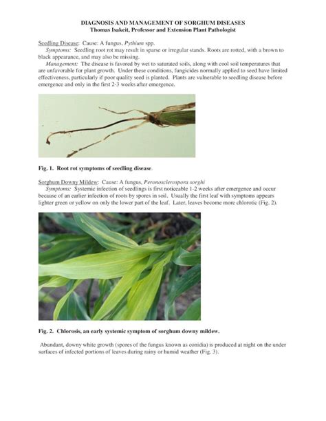 Pdf Diagnosis And Management Of Sorghum Diseases  Coastalbend Files 2017 05 2010