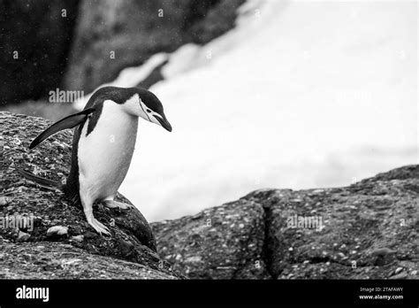 Antarctica, South Orkney Islands, Coronation Island. Chinstrap penguin