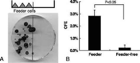 Colony Forming Efficiency CFE Of Limbal Epithelial Cells Primary