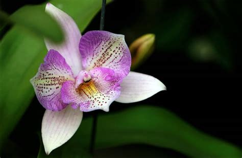 Como saber se a orquídea vai dar flor 5 segredos revelados