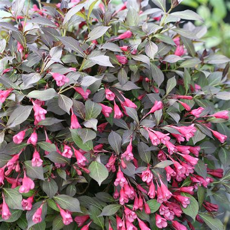 Midnight Sun™ Weigela | Plant Addicts