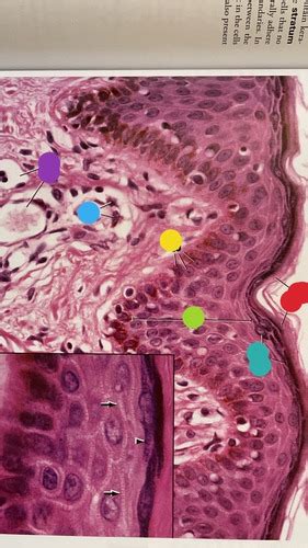 Lab Final Integument Sense Organs Urinary System Reproductive System