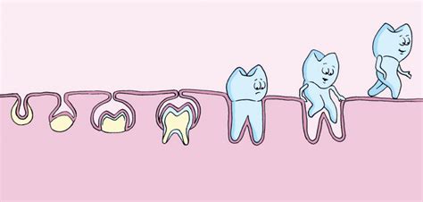 Tooth Development Stages