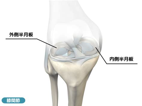 半月板損傷とは さいたま整形外科クリニック