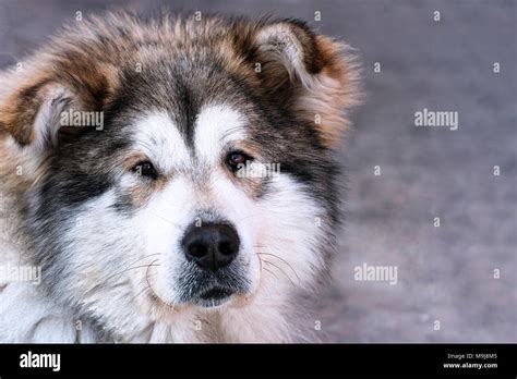 Portrait Of A Big Dog Stock Photo Alamy