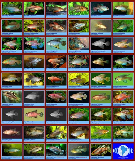 Freshwater fish names - lopiprivacy