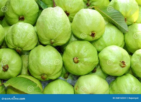 Fresh And Green Guava Fruit Stock Photos Image 26816333