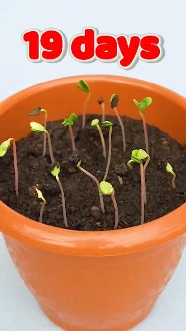 Grow Your Own Apple Tree From Seeds