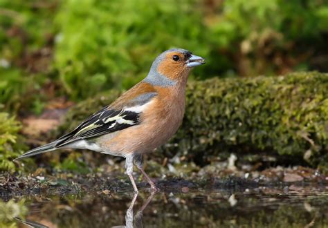 Chaffinch Neil Cairns Flickr