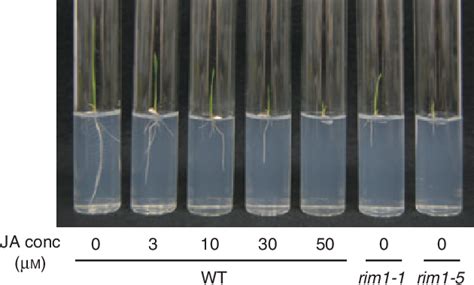 Figure From The Nac Transcription Factor Rim Of Rice Is A New