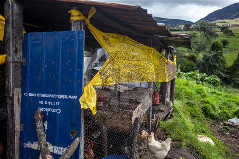 La Vida Entre Las Moscas Cerca Del Relleno De Doña Juana En Bogotá