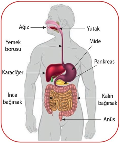 Sindirim Sistemi Fen O Fen