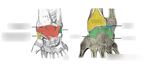 Wrist Joints Diagram | Quizlet