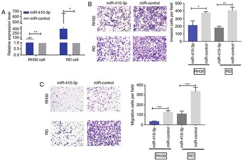 MiR 410 3p Inhibits RMS Cell Invasion And Migration In Vitro A The