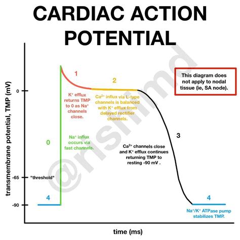 Rishi Kumar Md Facc Rk Md On Instagram Cardiac Action Potential