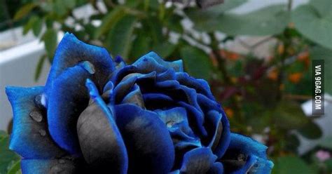 Beautiful Black And Blue Rose Everything Geeky Pinterest Blue