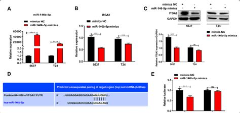 Mir B P Suppresses Itga Expression In Bladder Cancer Cells By