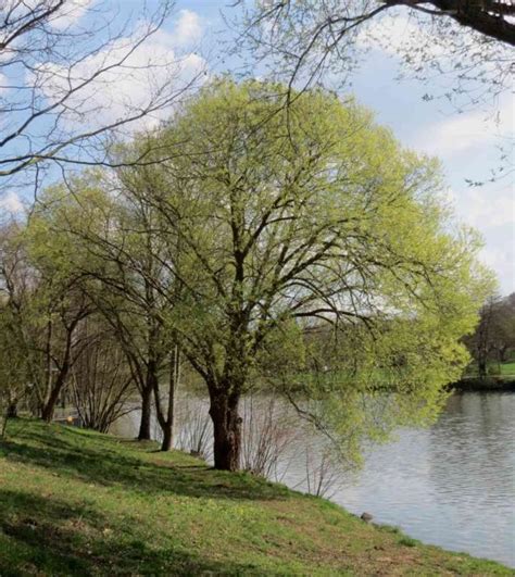 White willow, from short fiery bark shrubs to tall Rivendell-worthy giants