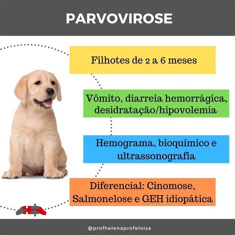 O Que É Parvovirose Em Cachorro - A parvovirose é uma doença que acomete cães 🐩🐕🐩, principalmente animais ...