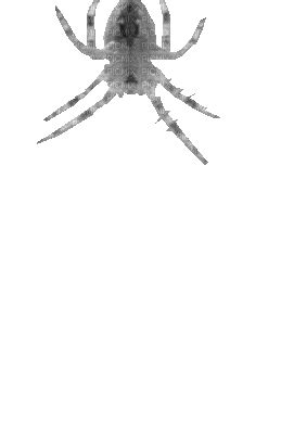 spider, spider , gif , black , transparent , animated , halloween , gothic - Free animated GIF ...