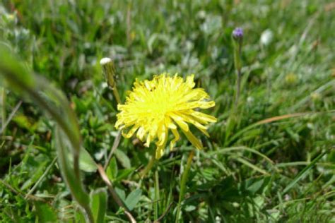 Picture Of Dandelion Brief Introduction Of Morphological