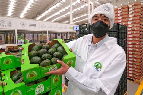 ¿por Qué Es Importante Exportar El Aguacate De Jalisco A Estados Unidos