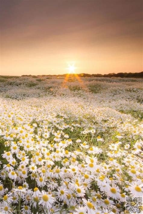 Daisies Daisy Field Nature Nature Photography