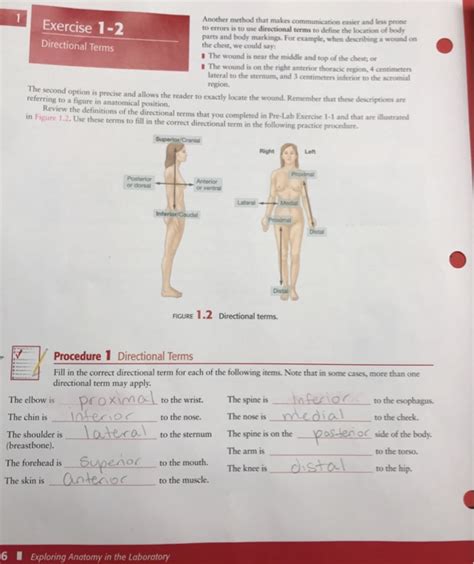 Anatomy Directional Terms Practice Answers Anatomical Charts And Posters