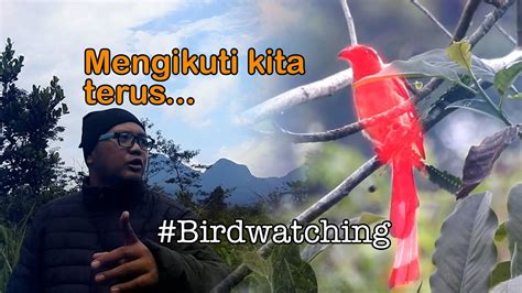 BURUNG MISTERIUS DI GUNUNG INI BARU KALI INI KETEMU BURUNG PENTET RAJA