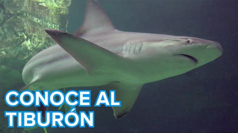 Informacion Basica De Los Tiburones Para Ni Os Actividad Del Ni O